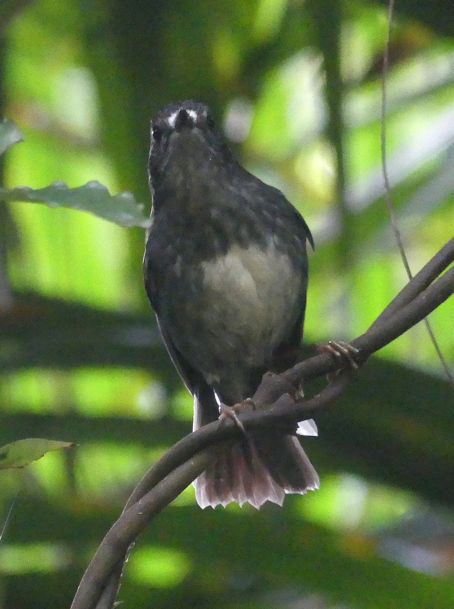 North Island Robin - ML646232661