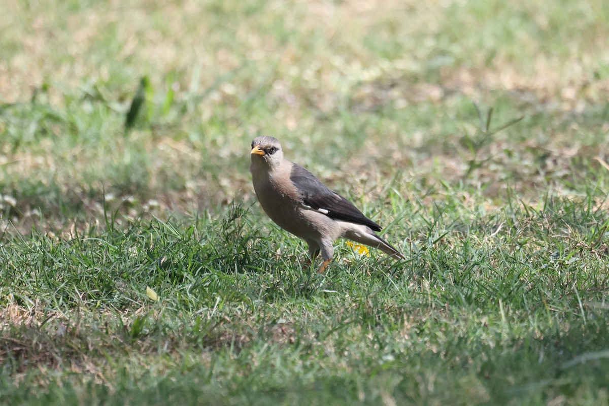 Vinous-breasted Myna - ML646232662