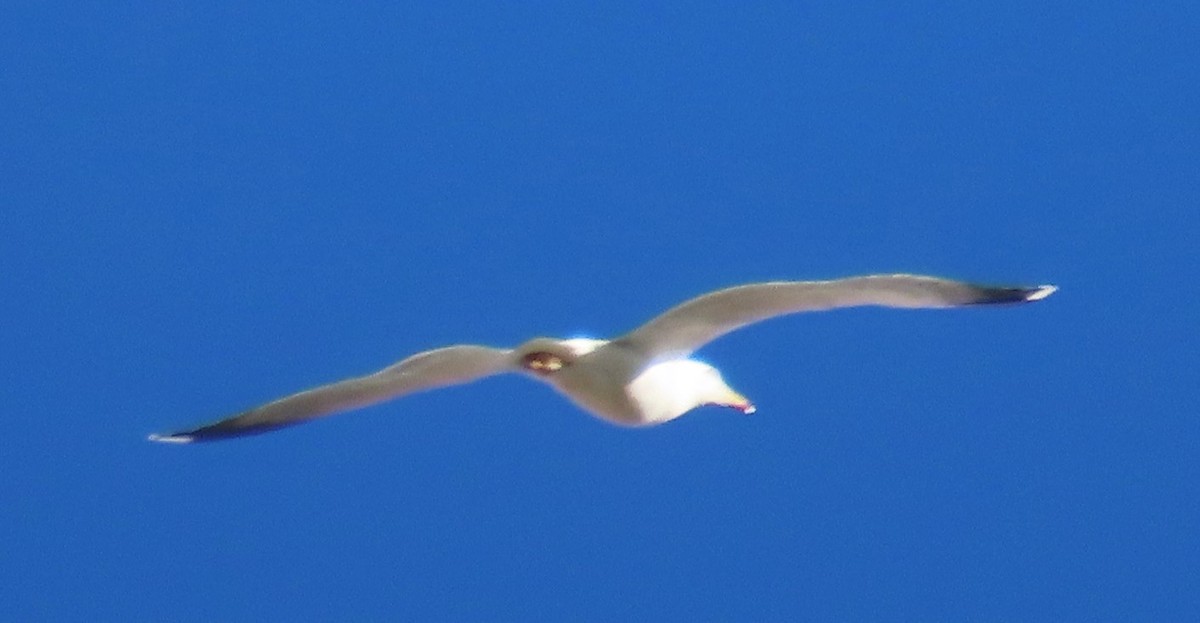 Yellow-legged Gull - ML646232664