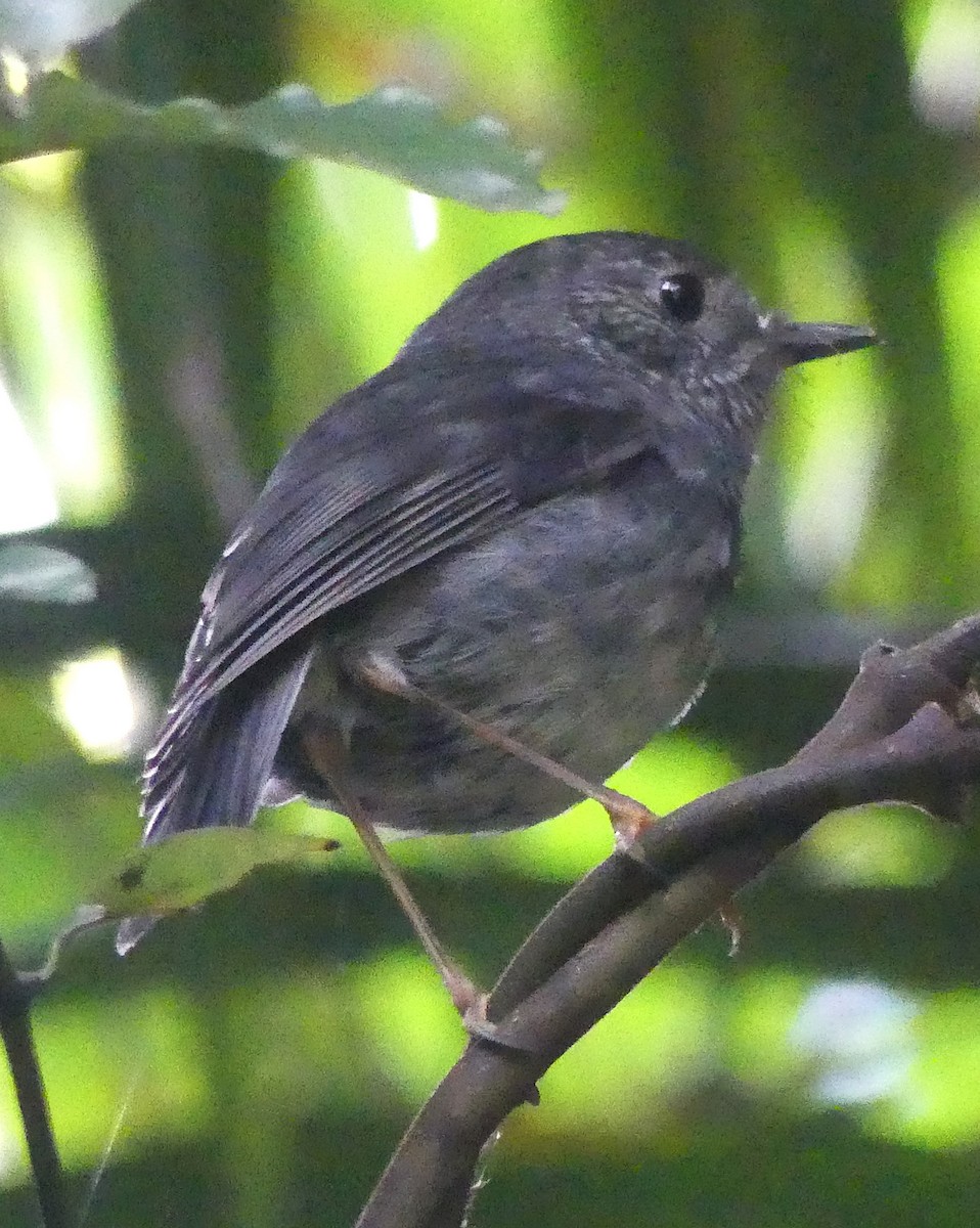 North Island Robin - ML646232667