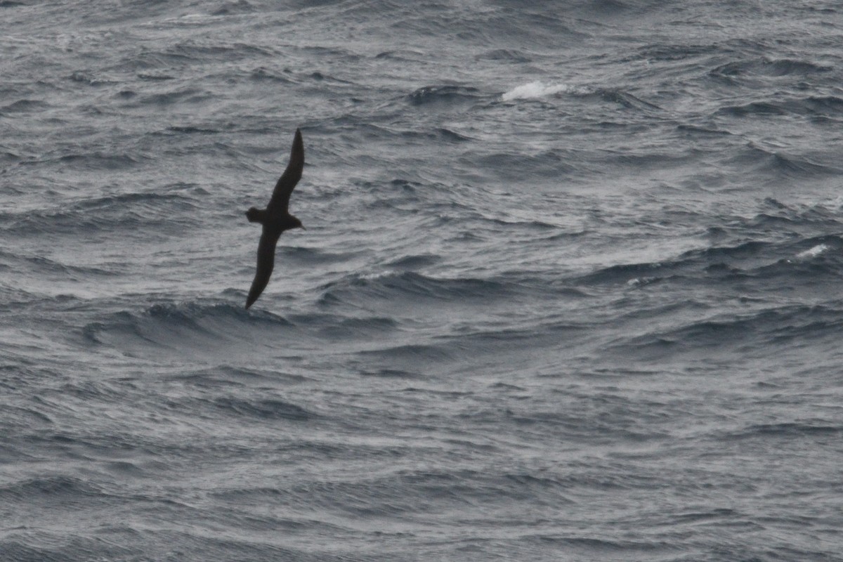 Beyaz Gıdılı Yelkovan - ML646232668