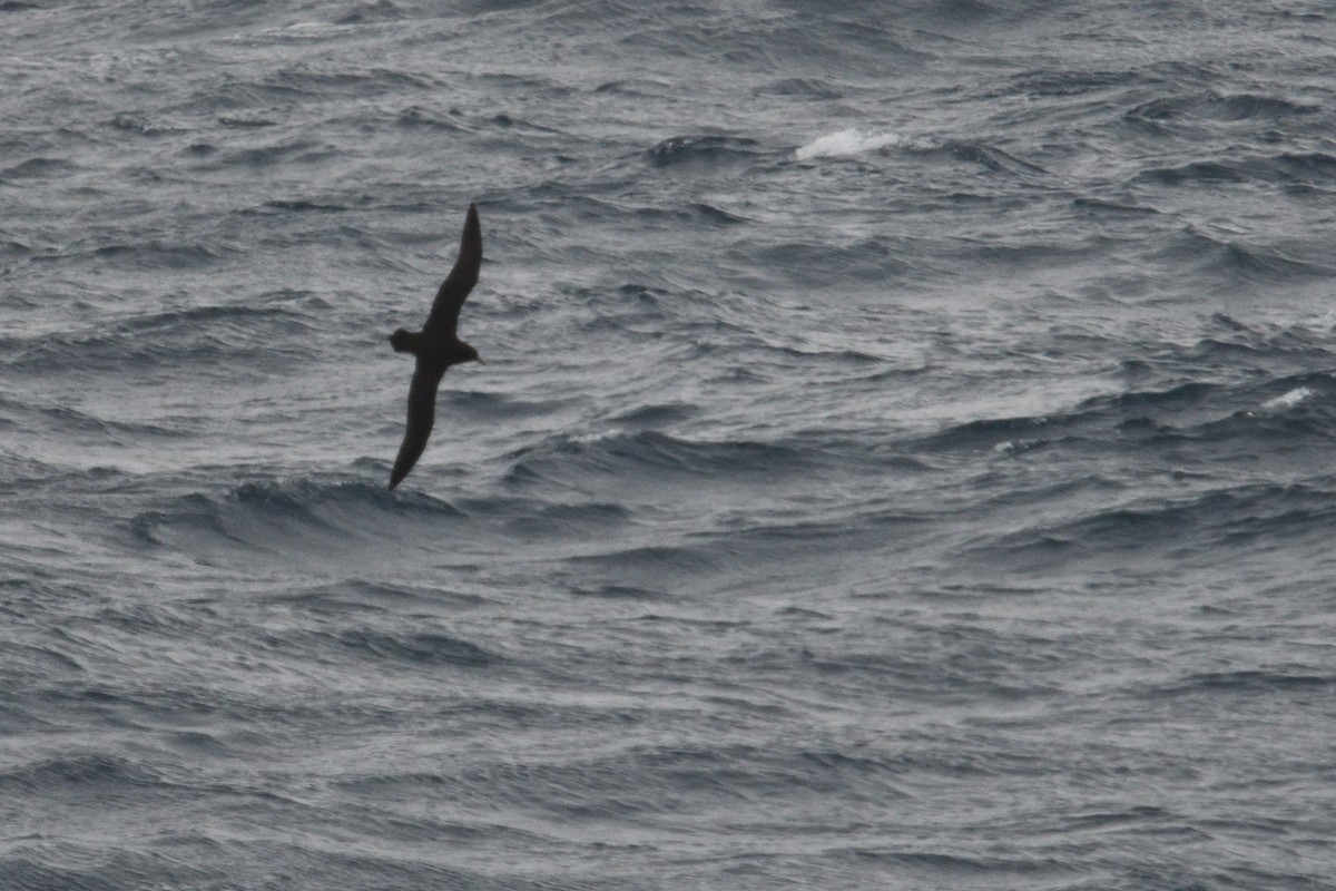 Beyaz Gıdılı Yelkovan - ML646232669