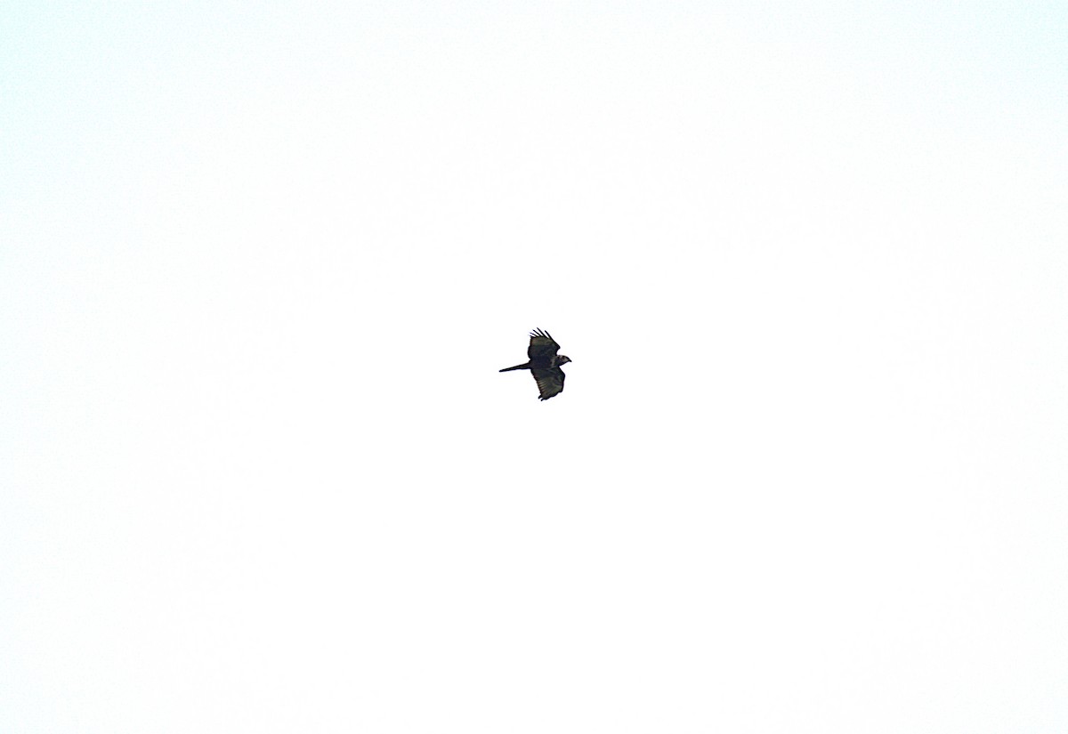 Eastern Marsh Harrier - ML646232670