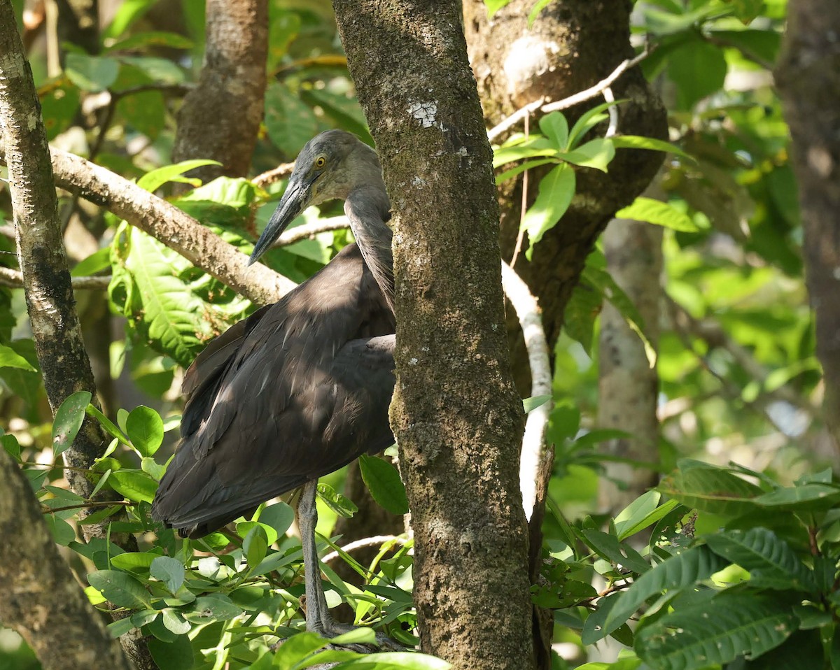 スマトラサギ - ML646232685