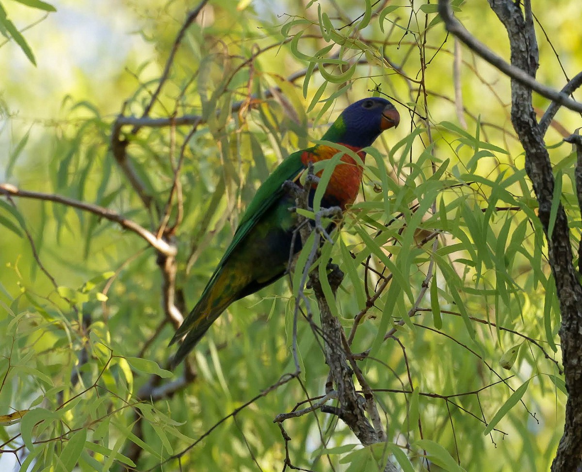 オーストラリアゴシキセイガイインコ - ML646232693