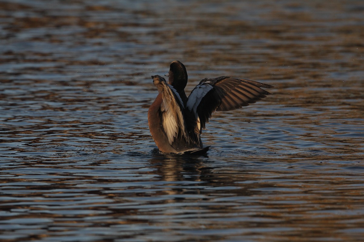 brunnakke x amerikablesand (hybrid) - ML646232707