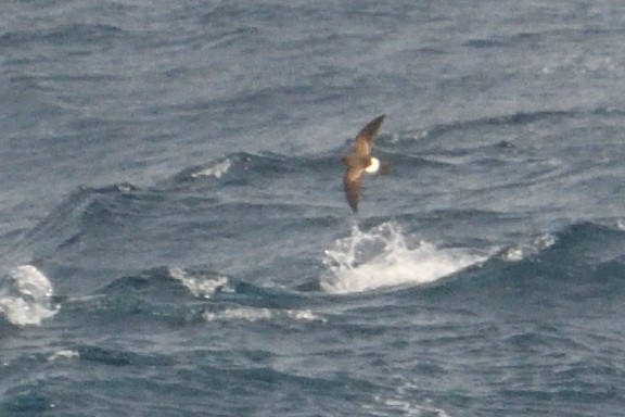 svartbukstormsvale - ML646232711