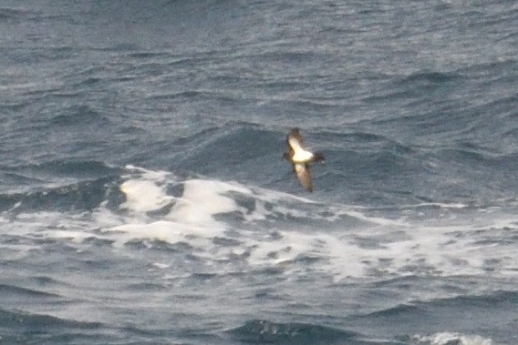 svartbukstormsvale - ML646232712