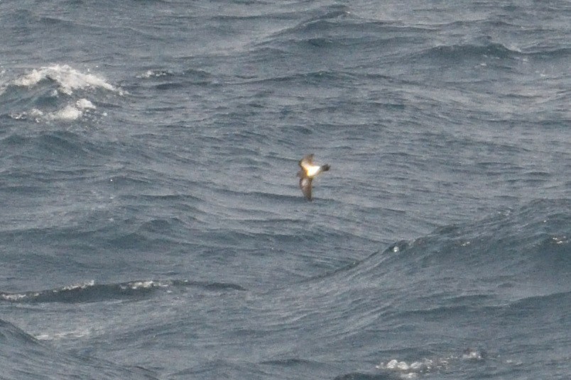 svartbukstormsvale - ML646232713