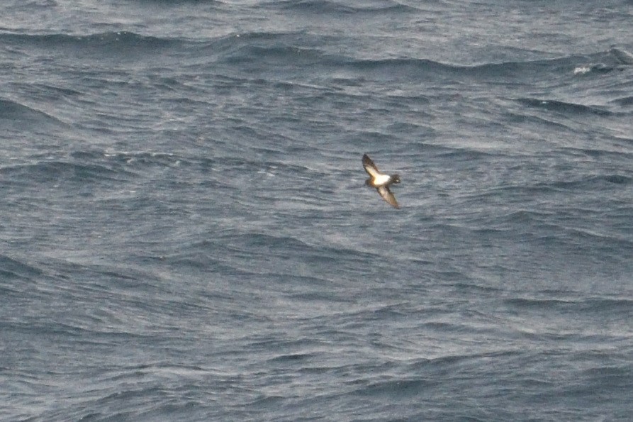 svartbukstormsvale - ML646232714