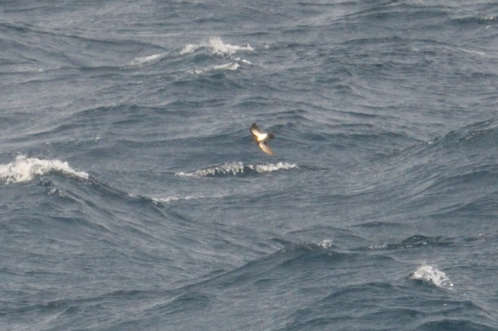 svartbukstormsvale - ML646232715