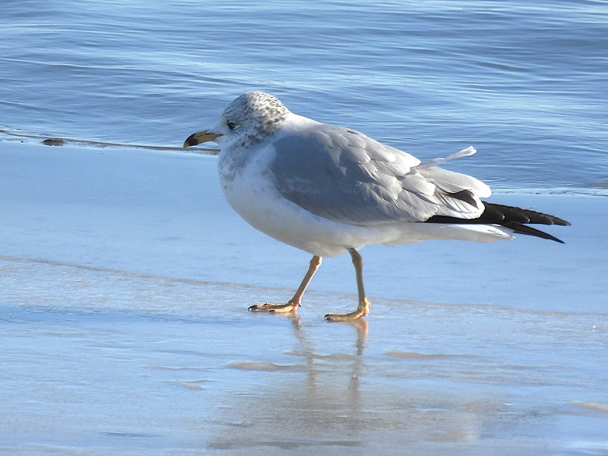 Ring-billed Gull - ML646232723