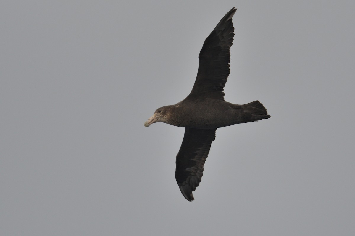 sørkjempepetrell - ML646232728