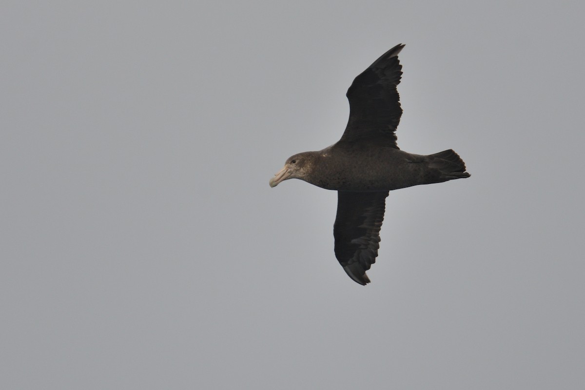 sørkjempepetrell - ML646232729