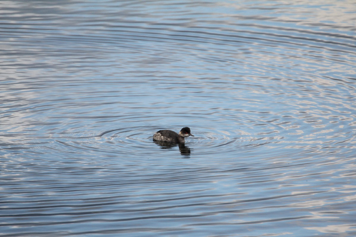 svarthalsdykker - ML646232749