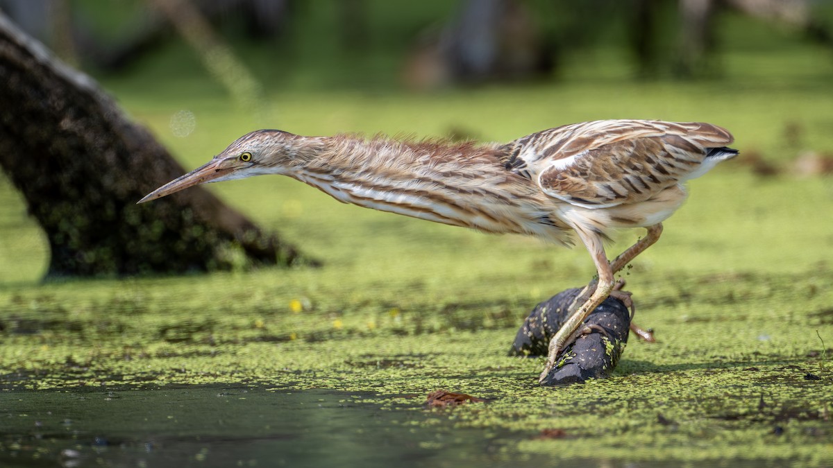 Yellow Bittern - ML646232751
