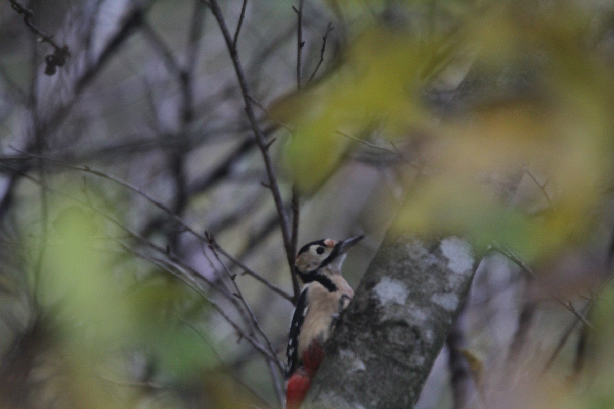 flaggspett (japonicus) - ML646232752