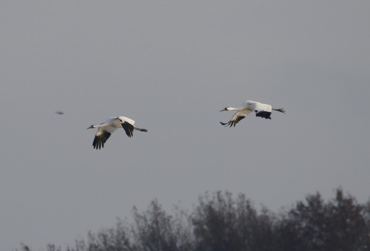 trompettrane - ML646232761