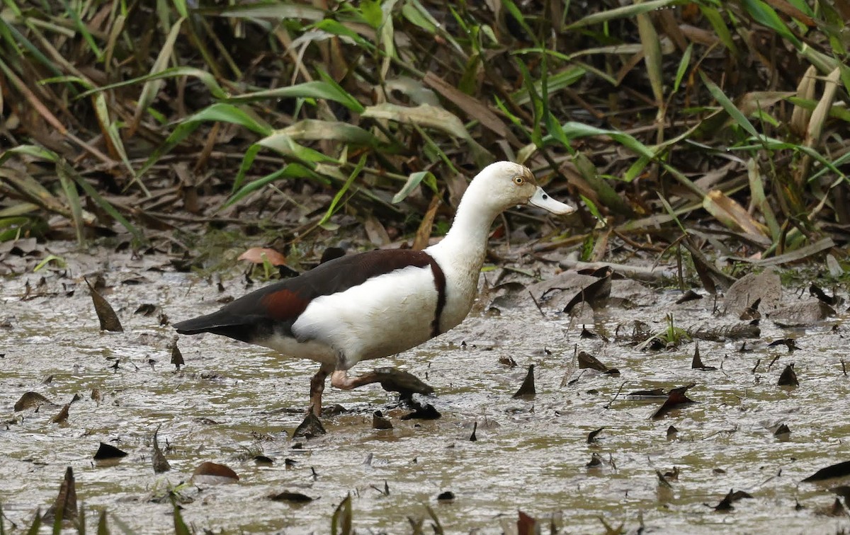 シロガシラツクシガモ - ML646232770