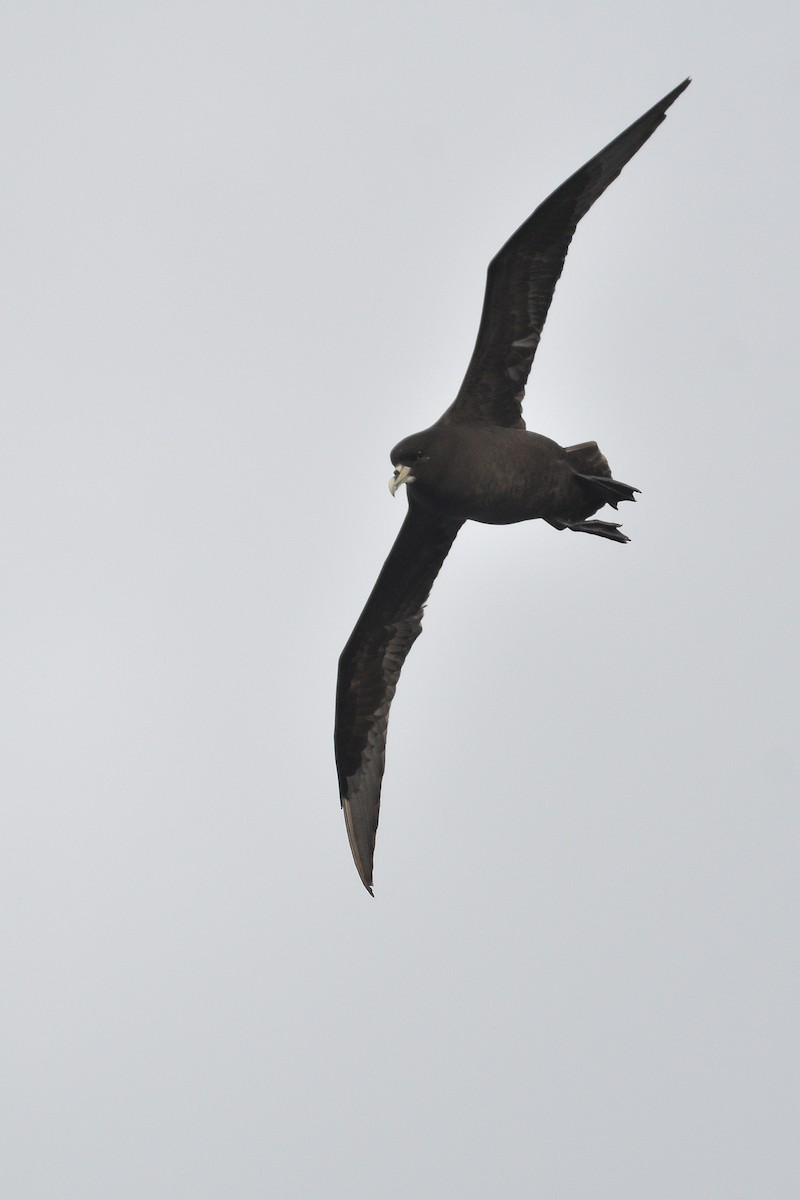 Beyaz Gıdılı Yelkovan - ML646232776