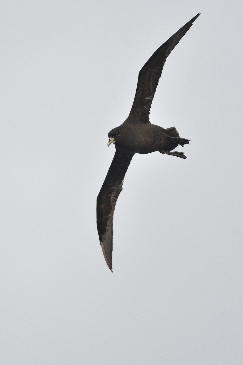 Beyaz Gıdılı Yelkovan - ML646232777