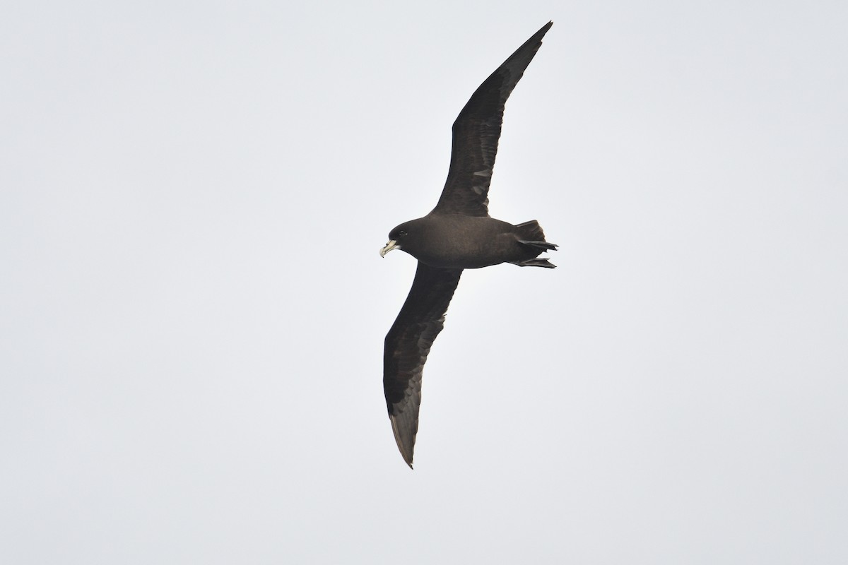 Beyaz Gıdılı Yelkovan - ML646232778