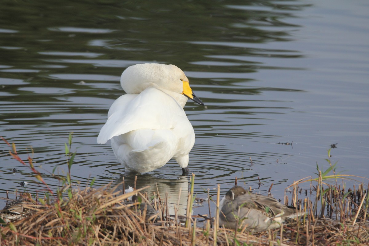 sangsvane - ML646232779