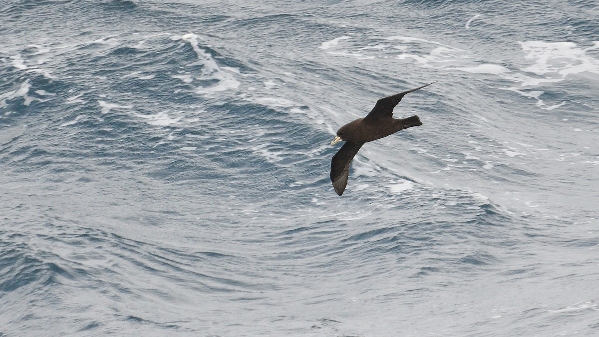 Beyaz Gıdılı Yelkovan - ML646232784