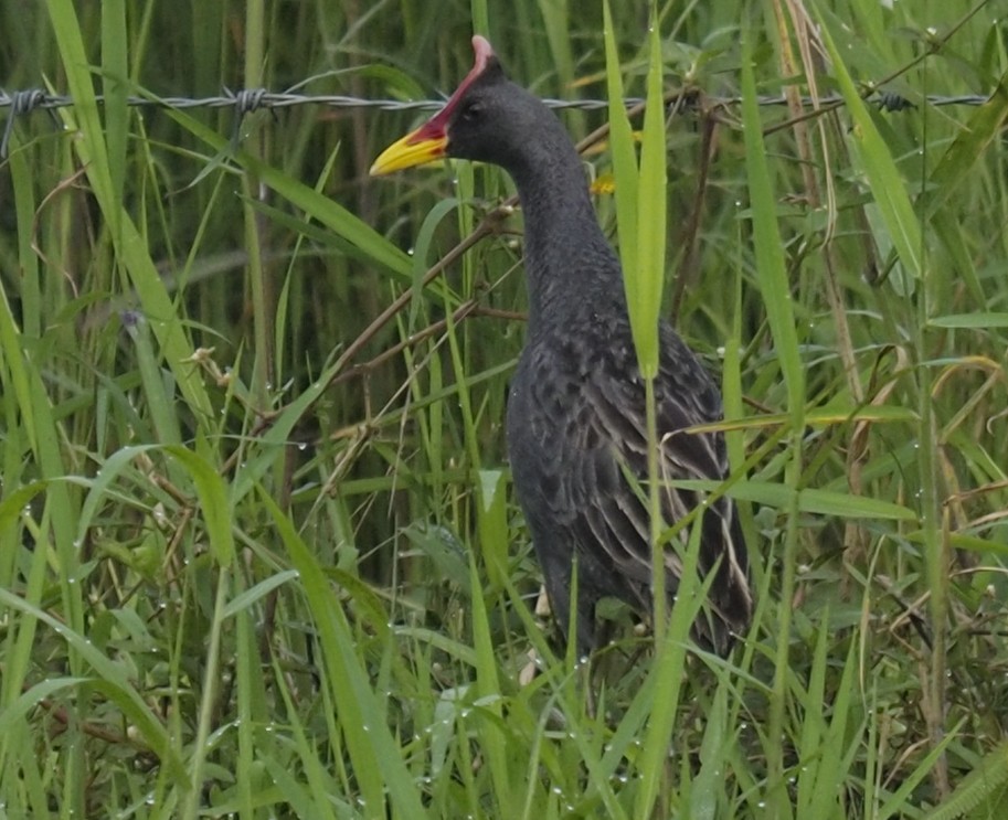 Watercock - ML646232785