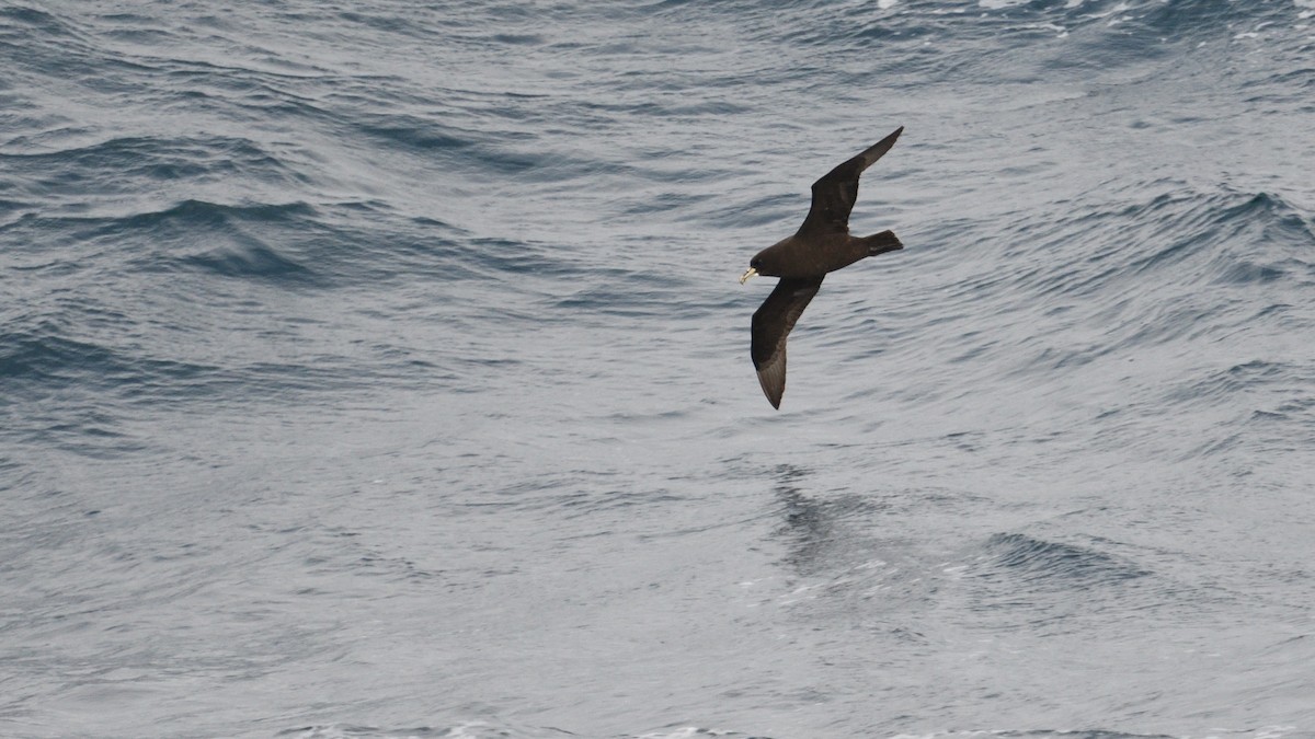 Beyaz Gıdılı Yelkovan - ML646232789