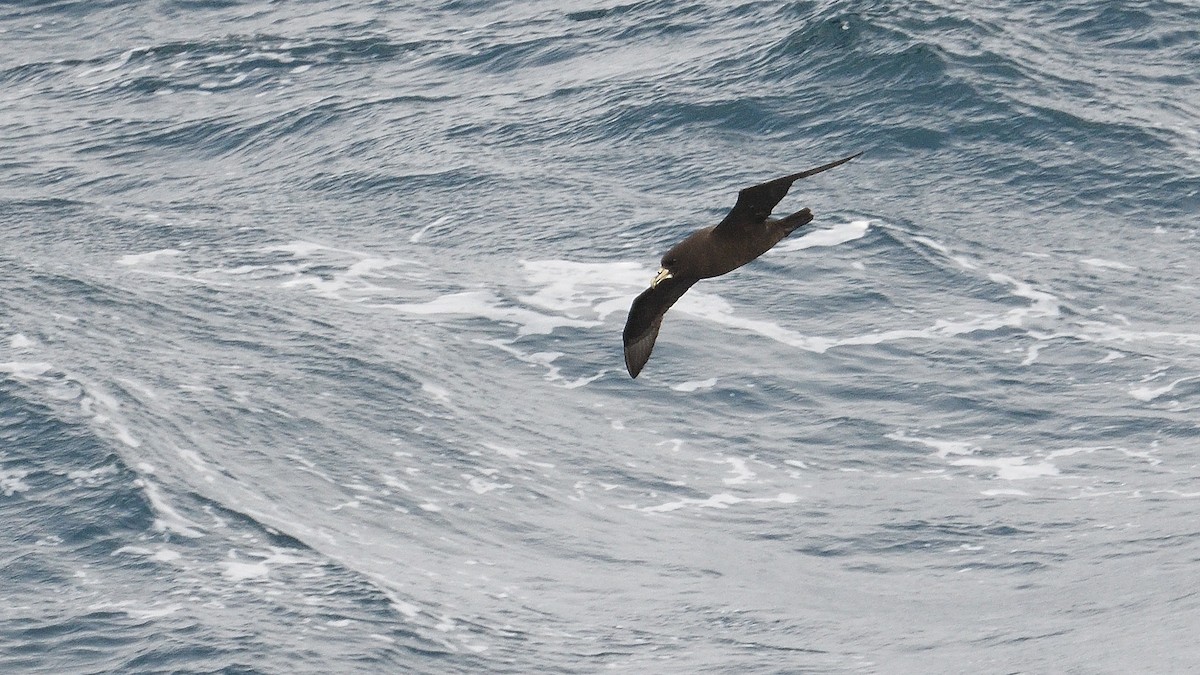 Beyaz Gıdılı Yelkovan - ML646232790