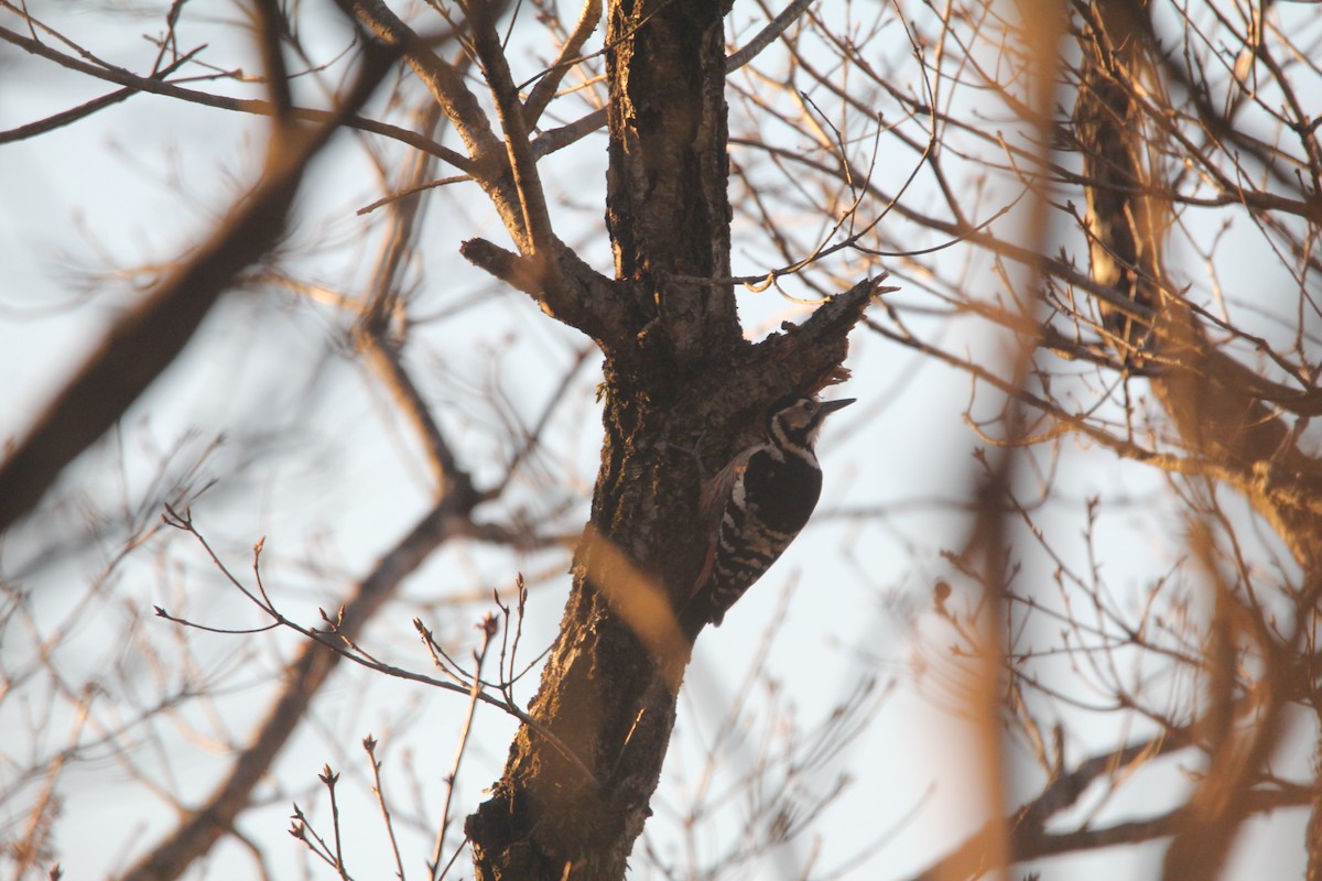 White-backed Woodpecker (White-backed) - ML646232797