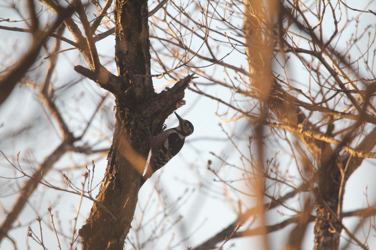 White-backed Woodpecker (White-backed) - ML646232798