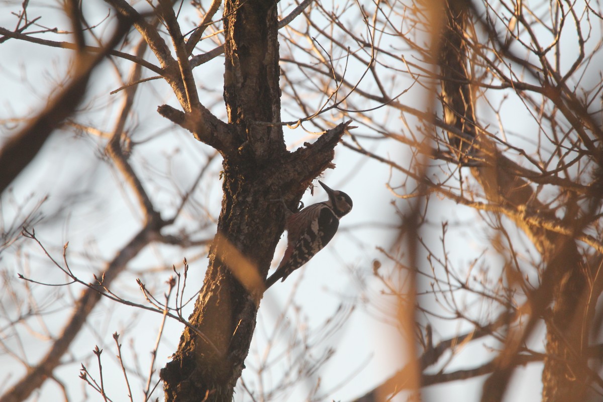 White-backed Woodpecker (White-backed) - ML646232799
