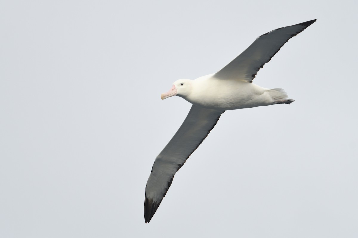Snowy Albatross - ML646232801