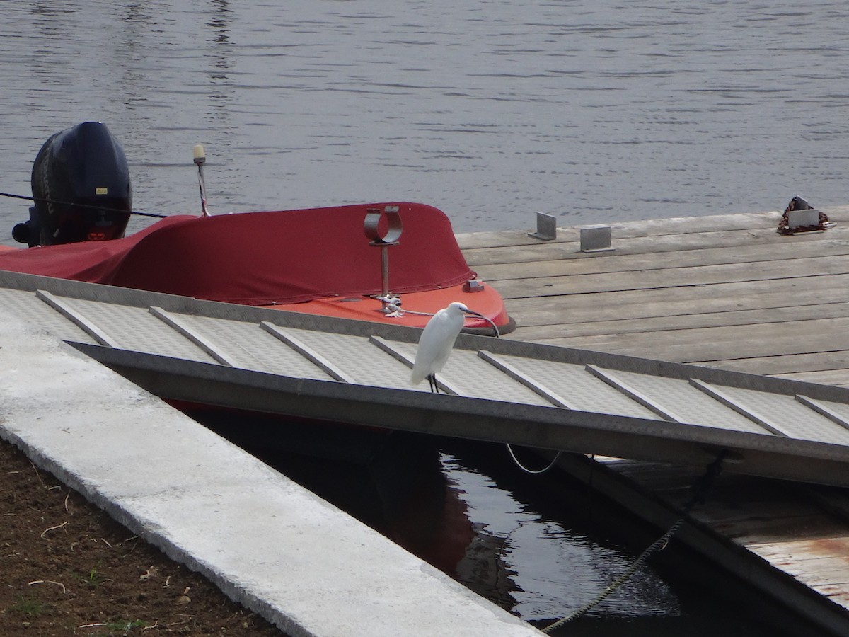 Little Egret - ML646232803