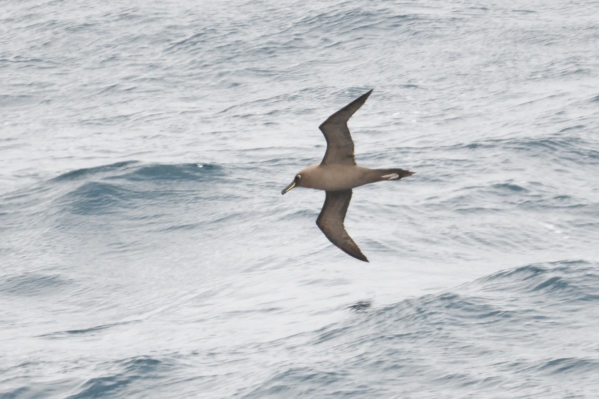 Sooty Albatross - ML646232804