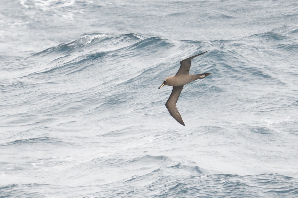 Sooty Albatross - ML646232805