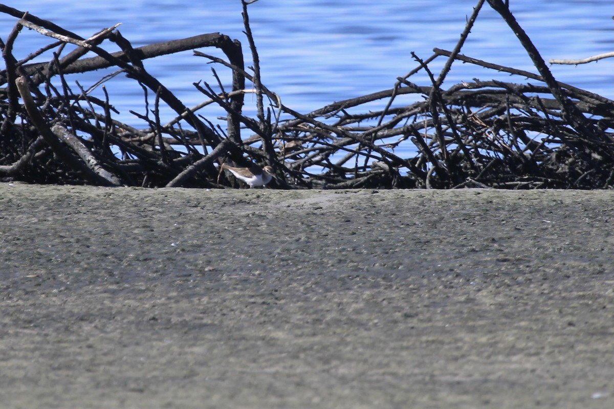 Common Sandpiper - ML646232806
