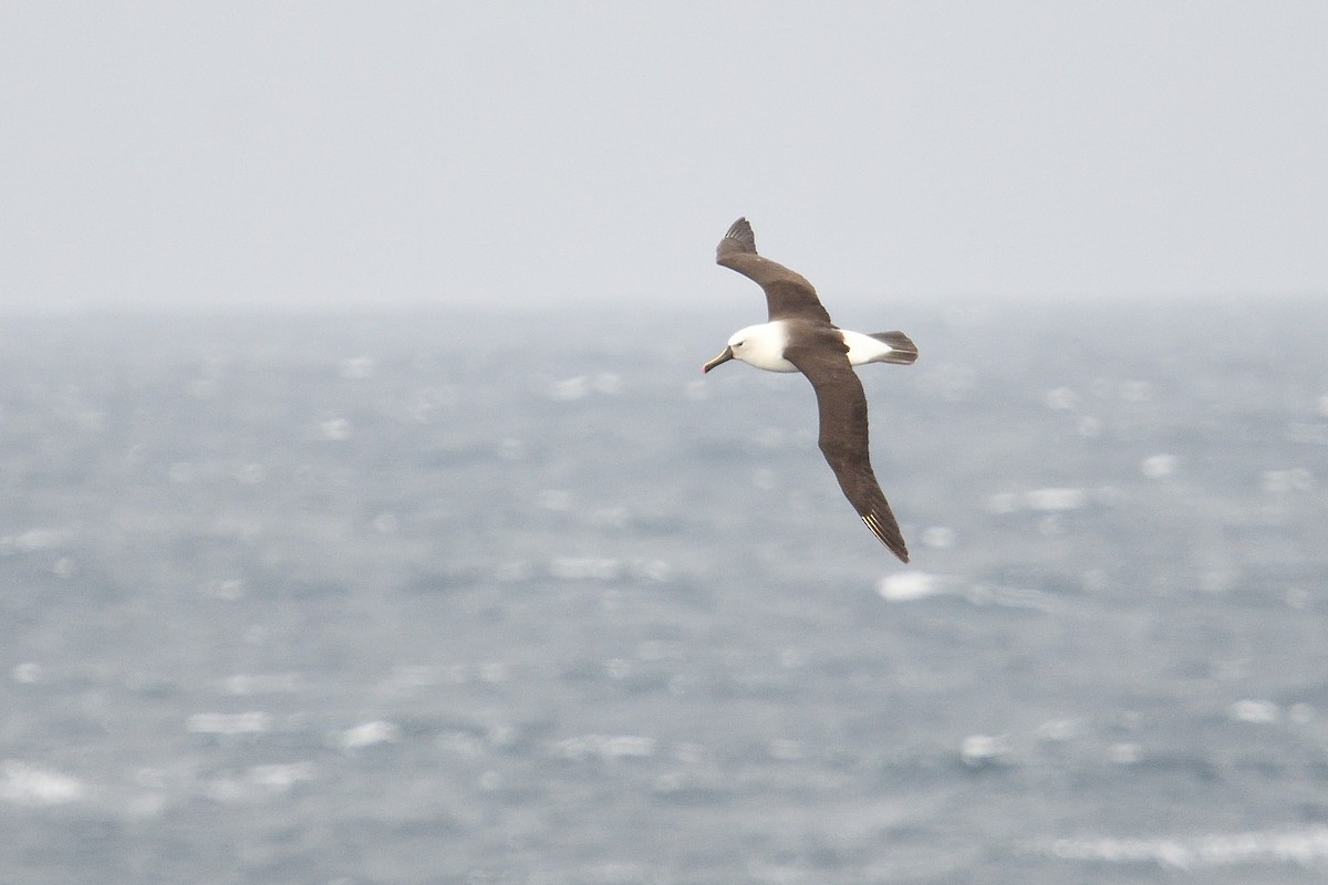 Indian Yellow-nosed Albatross - ML646232809