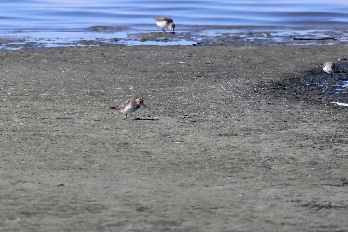 Baird's Sandpiper - ML646232810