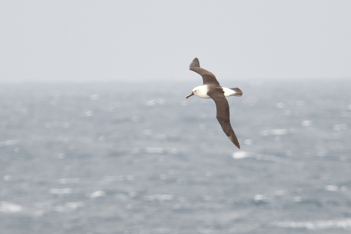 Indian Yellow-nosed Albatross - ML646232811