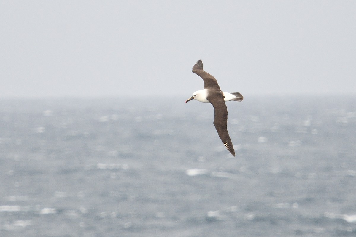 Indian Yellow-nosed Albatross - ML646232812