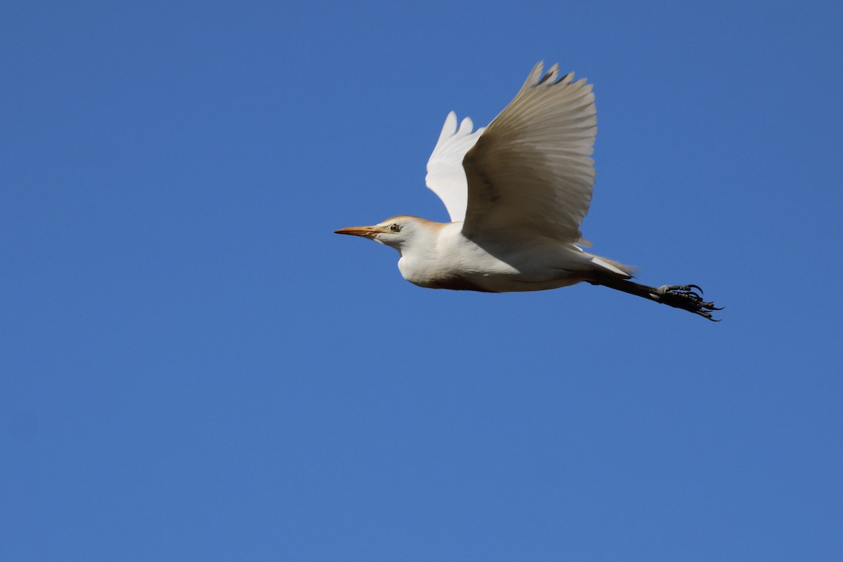 Western Cattle-Egret - ML646232817