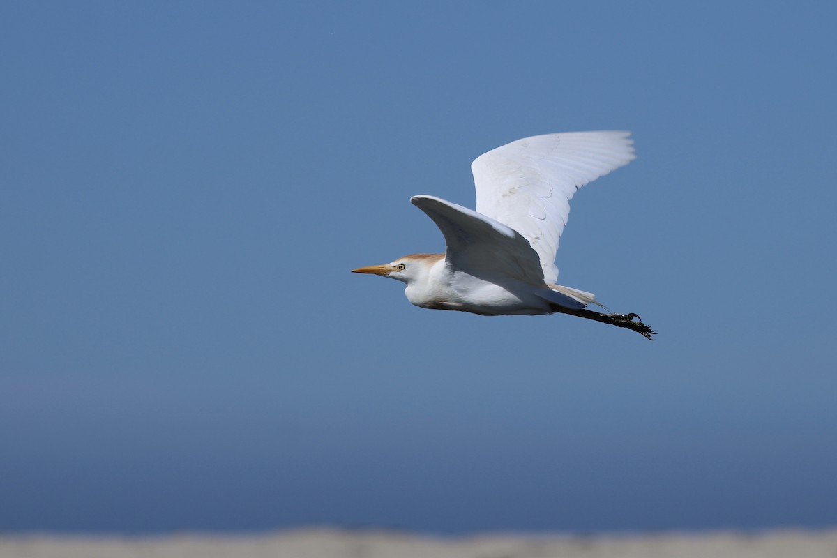 Western Cattle-Egret - ML646232818