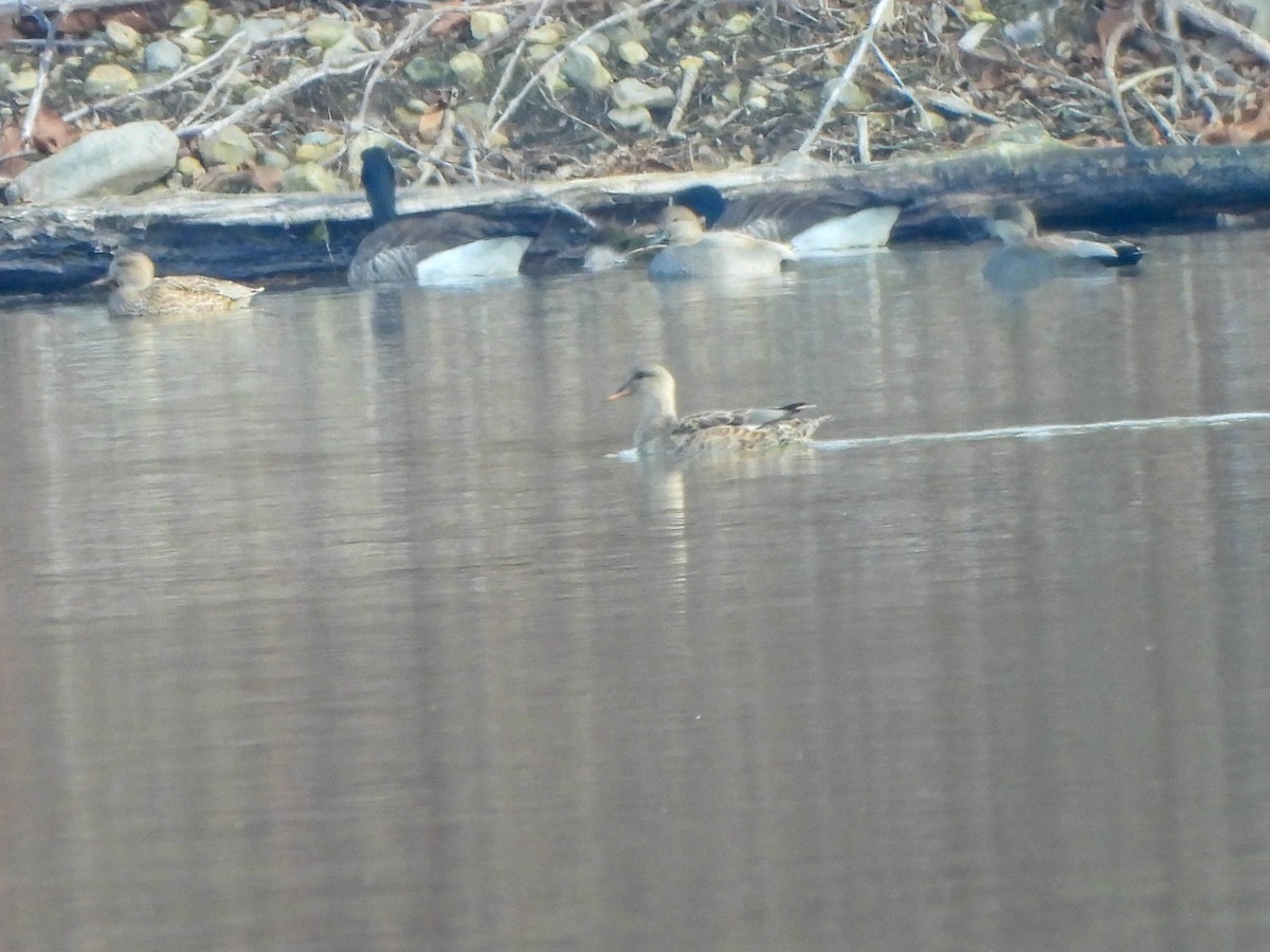 Gadwall - ML646232819