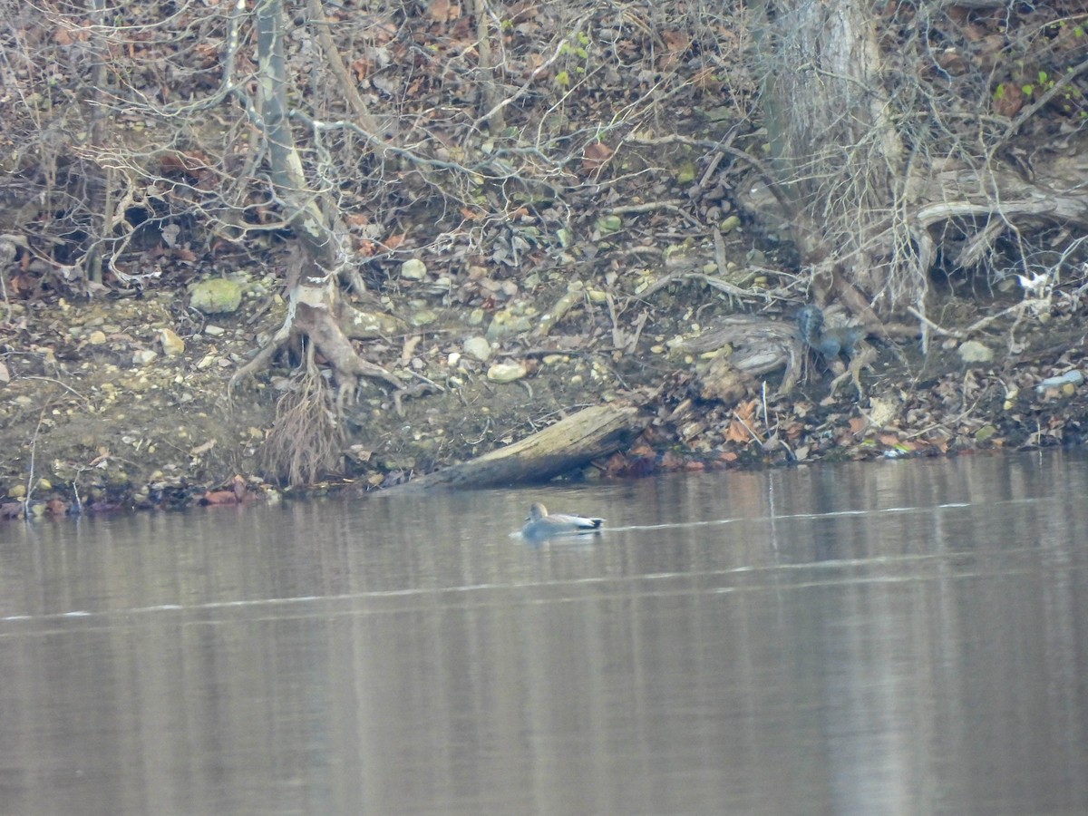 Gadwall - ML646232820