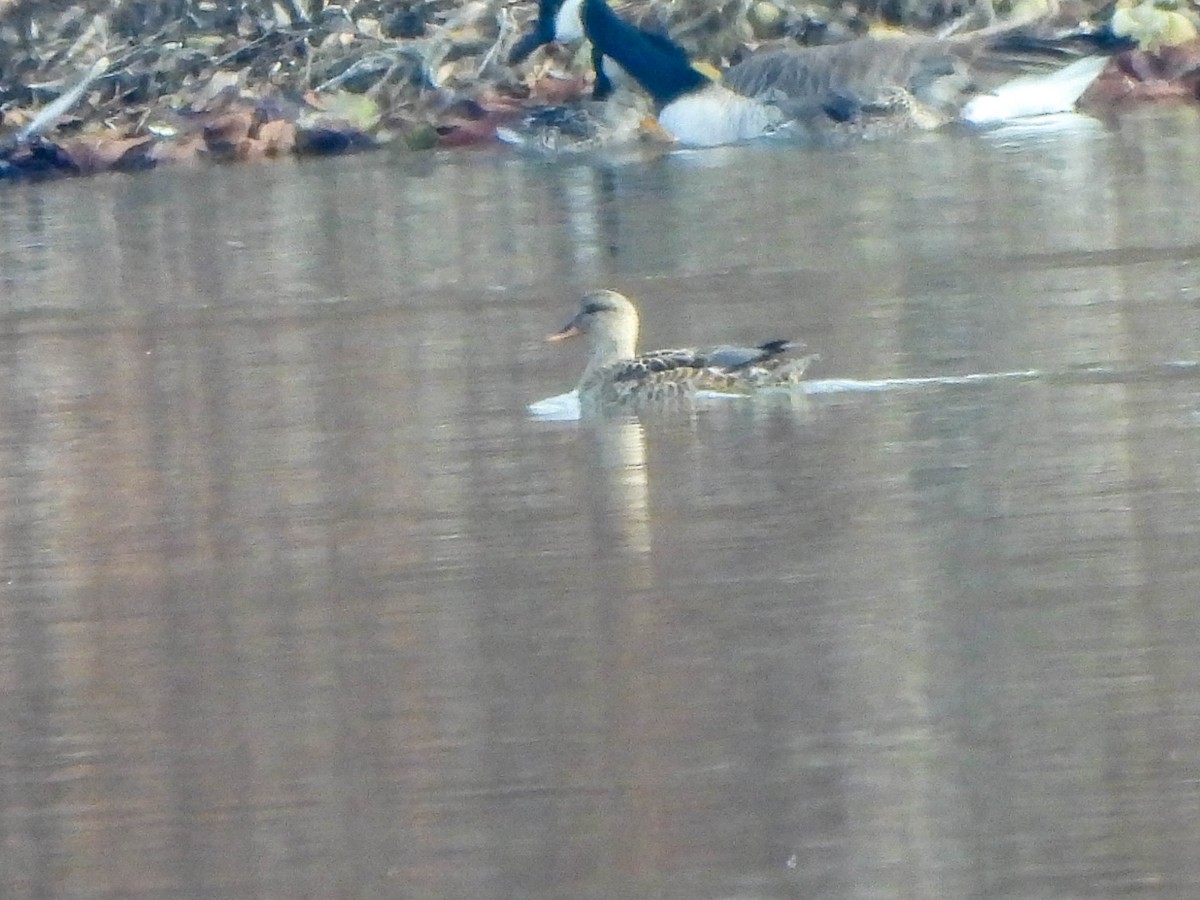 Gadwall - ML646232821