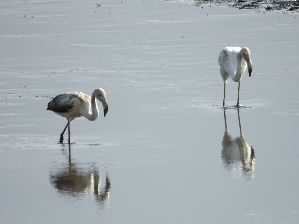 Greater Flamingo - ML646232822