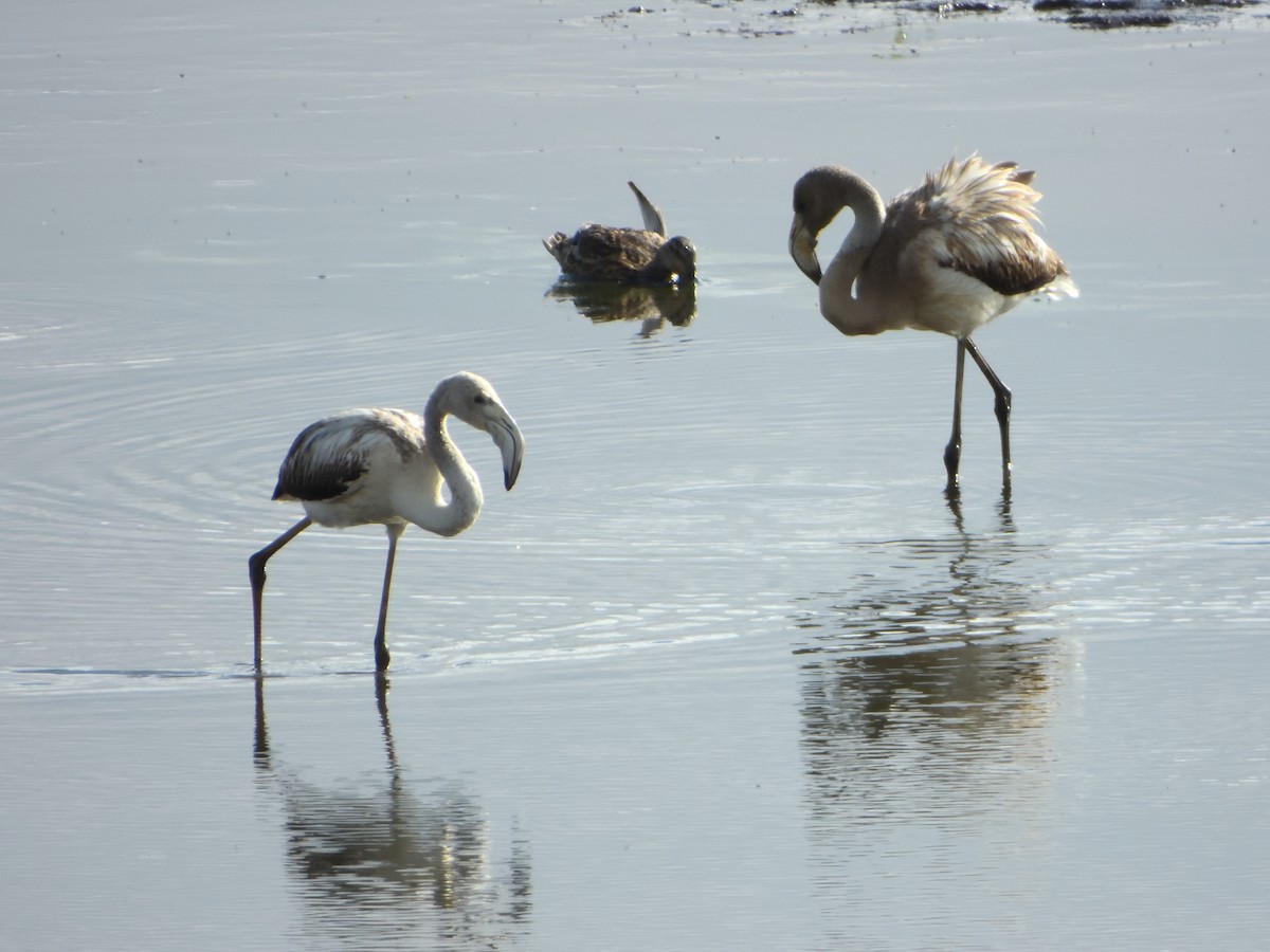 Greater Flamingo - ML646232823